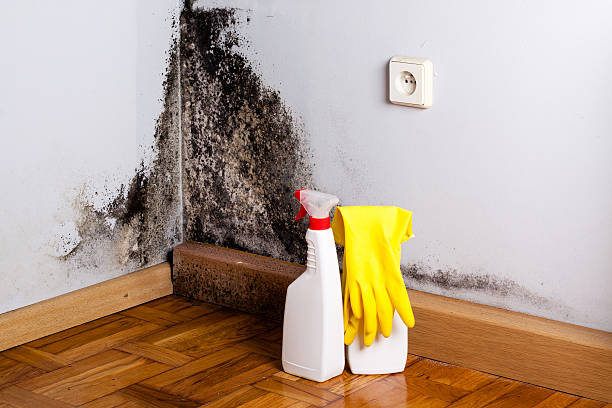 Professional Mold Removal in Whitesboro, TX